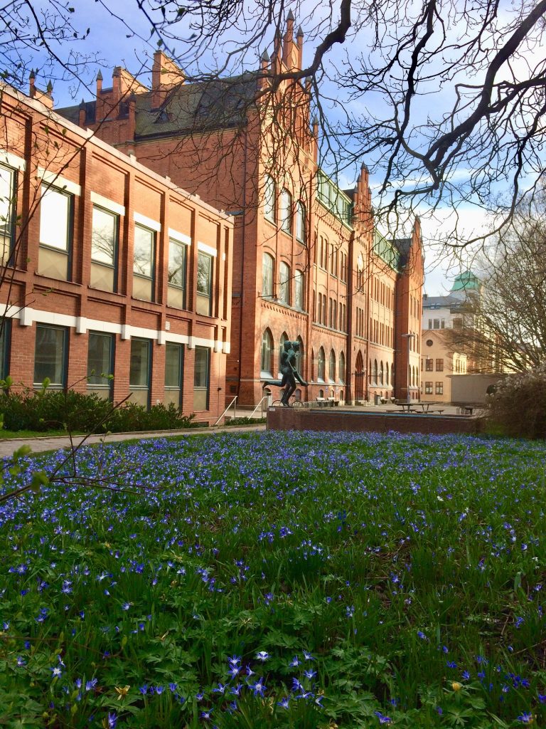 Scillan blommar på skolgården mot Grönegatan. Huvudbyggnaden syns i bakgrunden.
