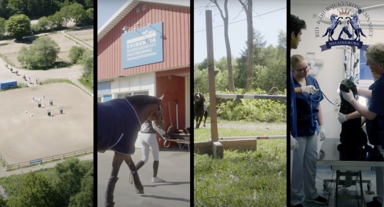 Collage med fyra bilder på skolans verksamheter. Två naturbilder, en elev med häst och två elever med sällskapsdjur.