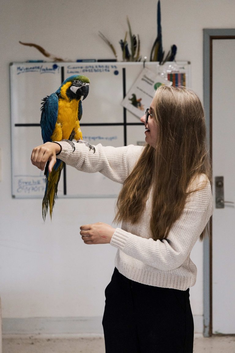 En elev håller en papegoja på sin arm. Papegojan Rio hälsar glatt på alla som kommer ner till vårt smådjursstall.
