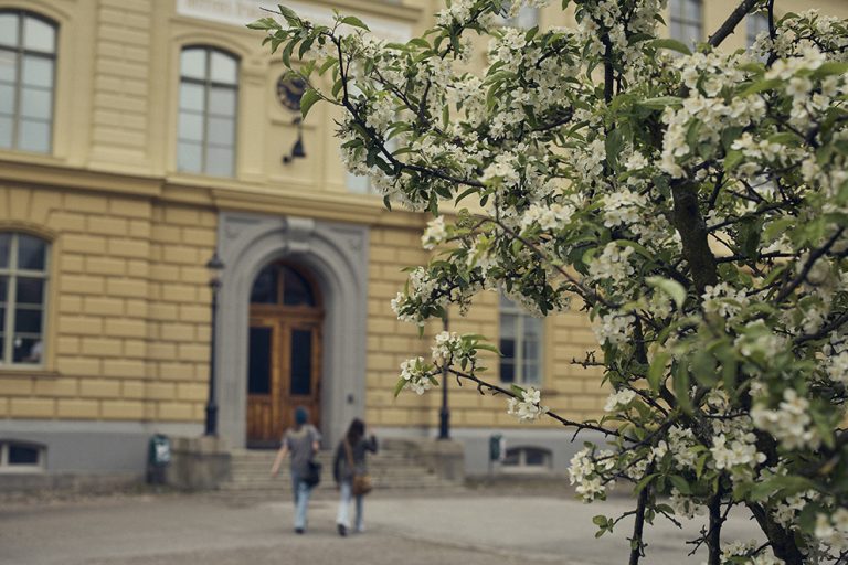 Två elever går mot en av skolbyggnadens entréer. Träd med vita blommor i förgrunden.