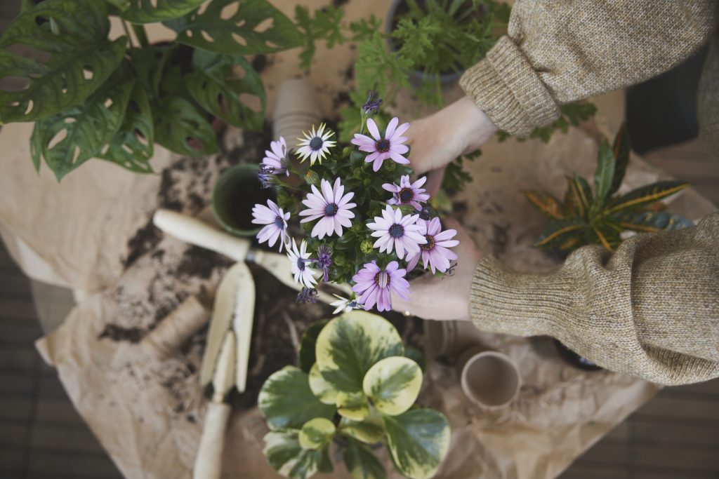 Händer som planterar en blomma i en kruka. Runt om på bordet står andra växter.